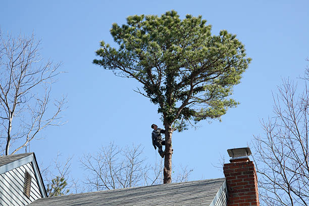 How Our Tree Care Process Works  in  Santa Cruz, CA